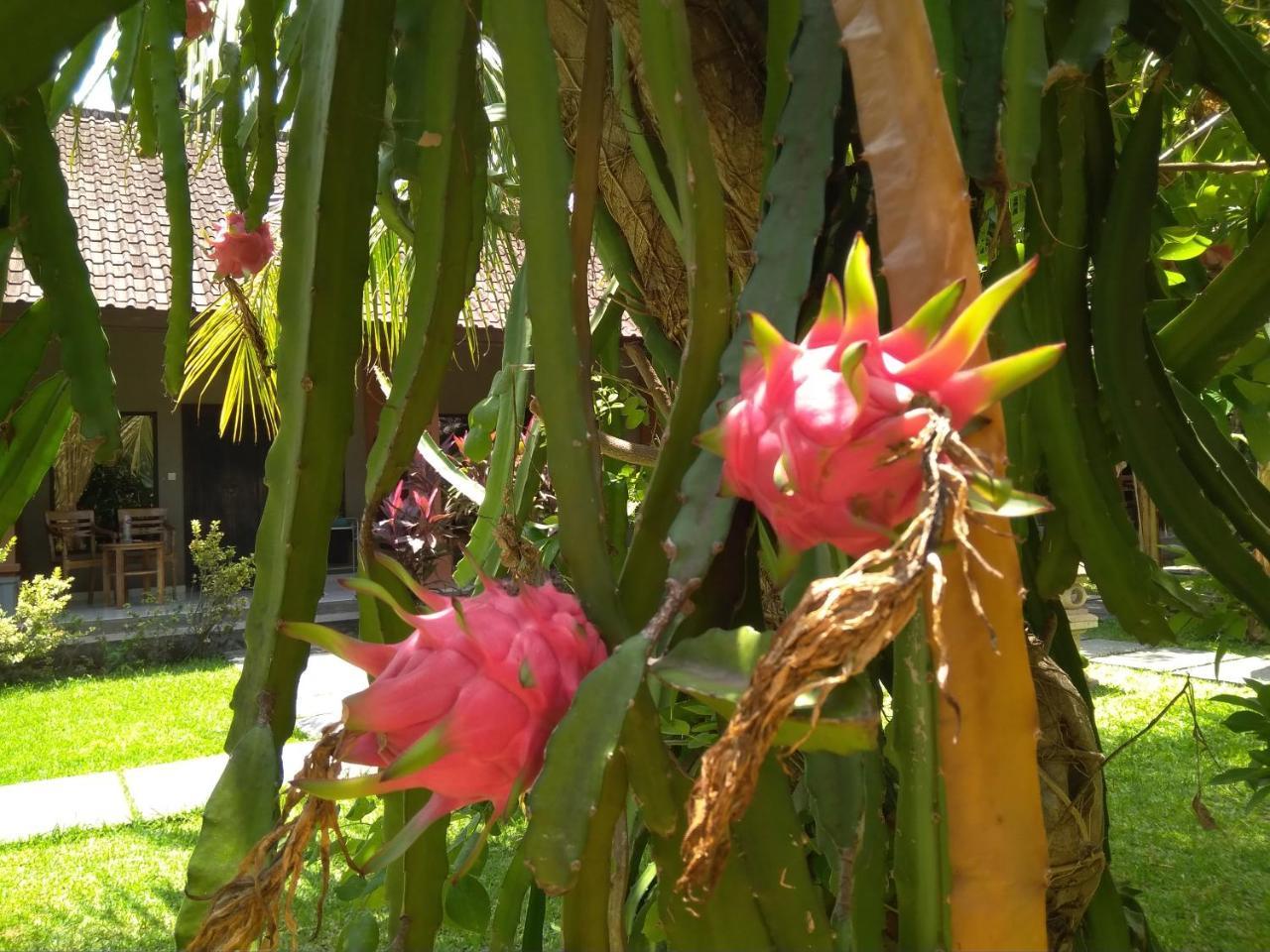Suka Sari Cottages Pemuteran Exterior foto